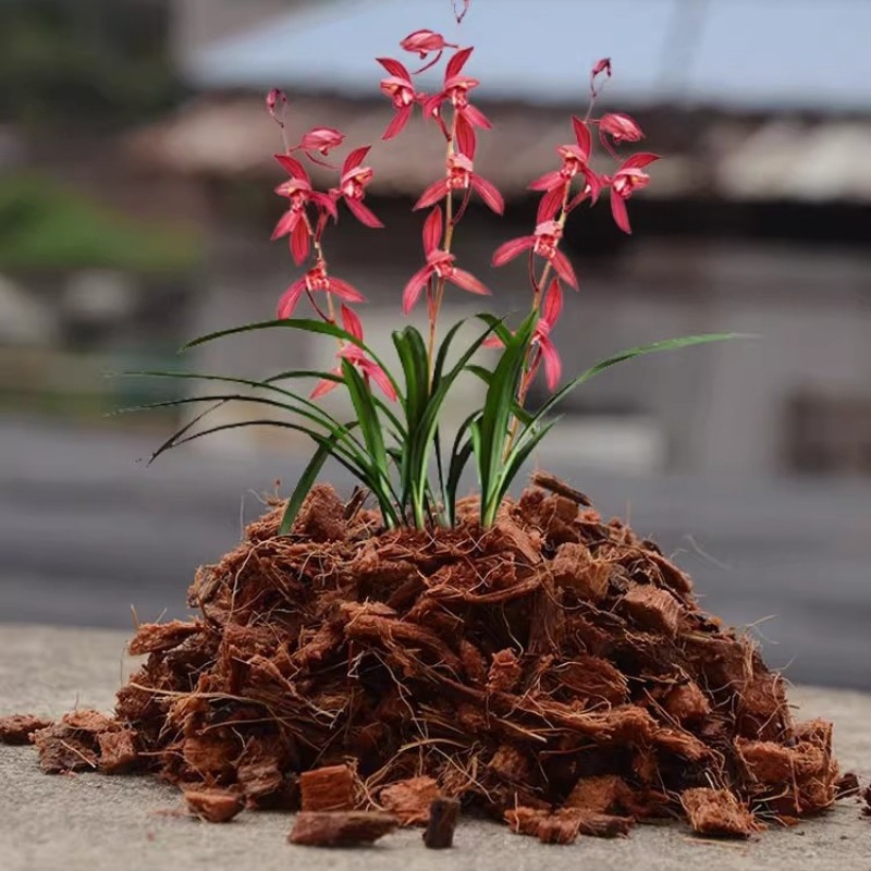 อิฐใยมะพร้าวผสมปุ๋ยอินทรีย์ 50 - Substrate Coconut Fiber บทวิจารณ์และราคา